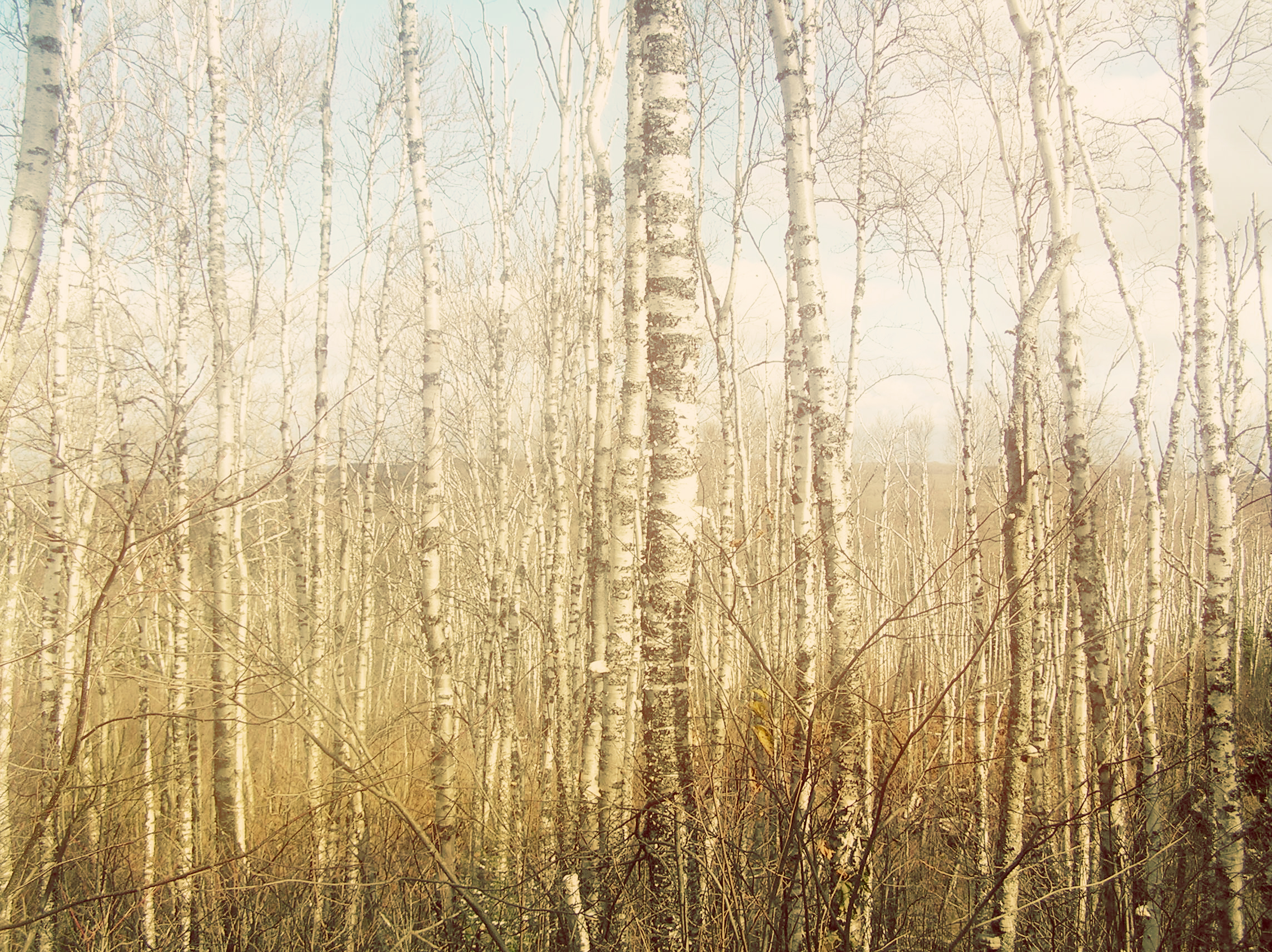 Text by: Robert Frost (BIRCHES